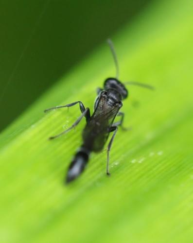 Trypoxylon sp.